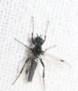 Bibio nigriventris